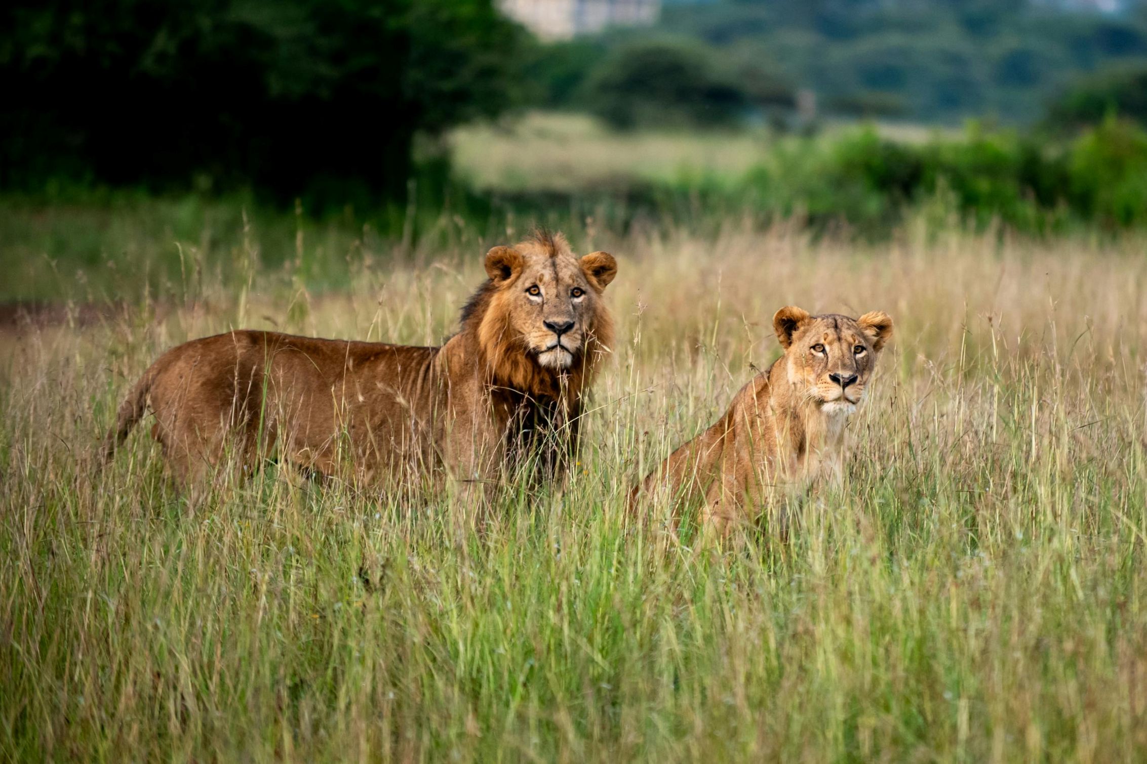 Nairobi National Park