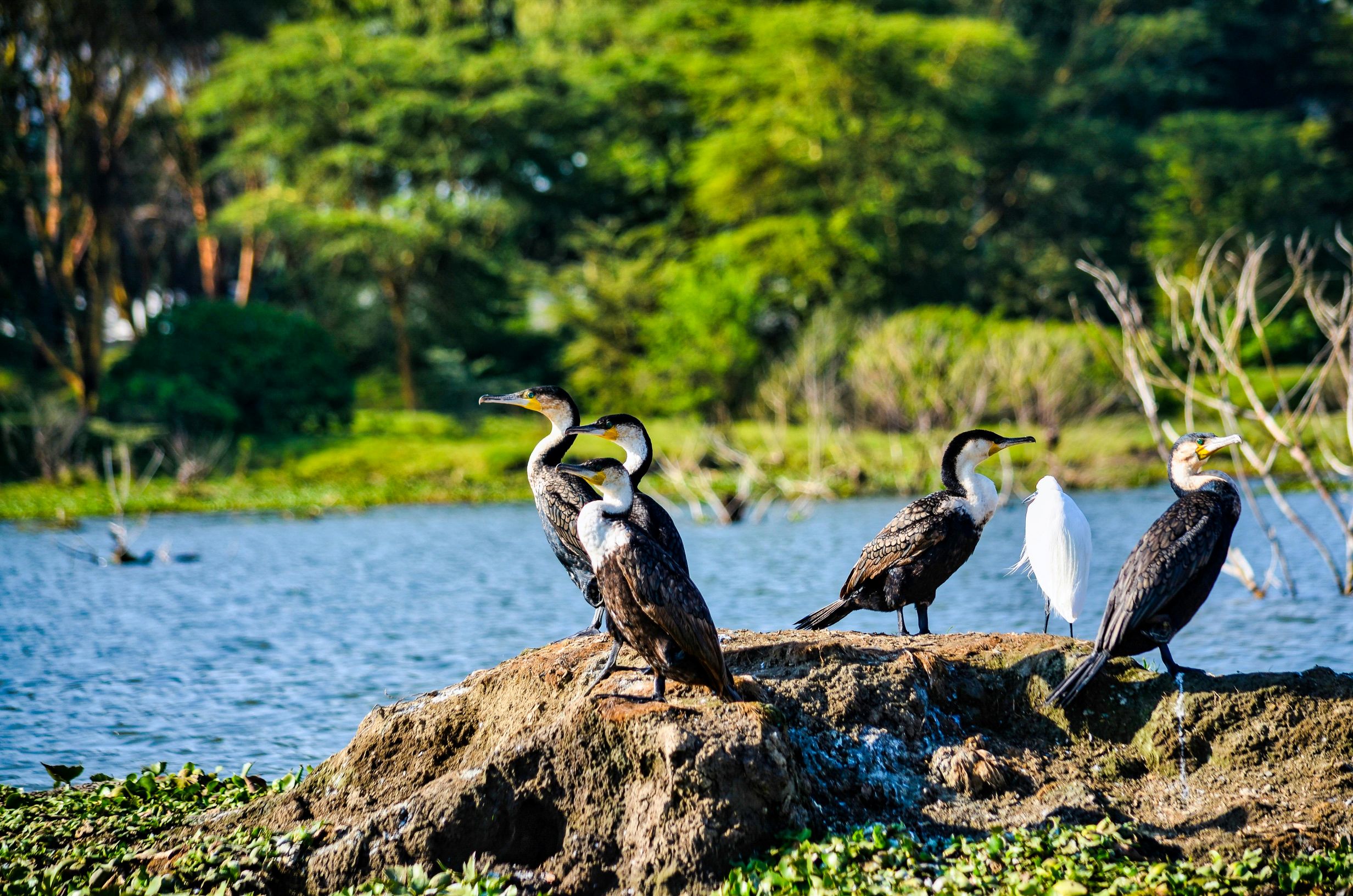 Lake Bogoria National Reserve