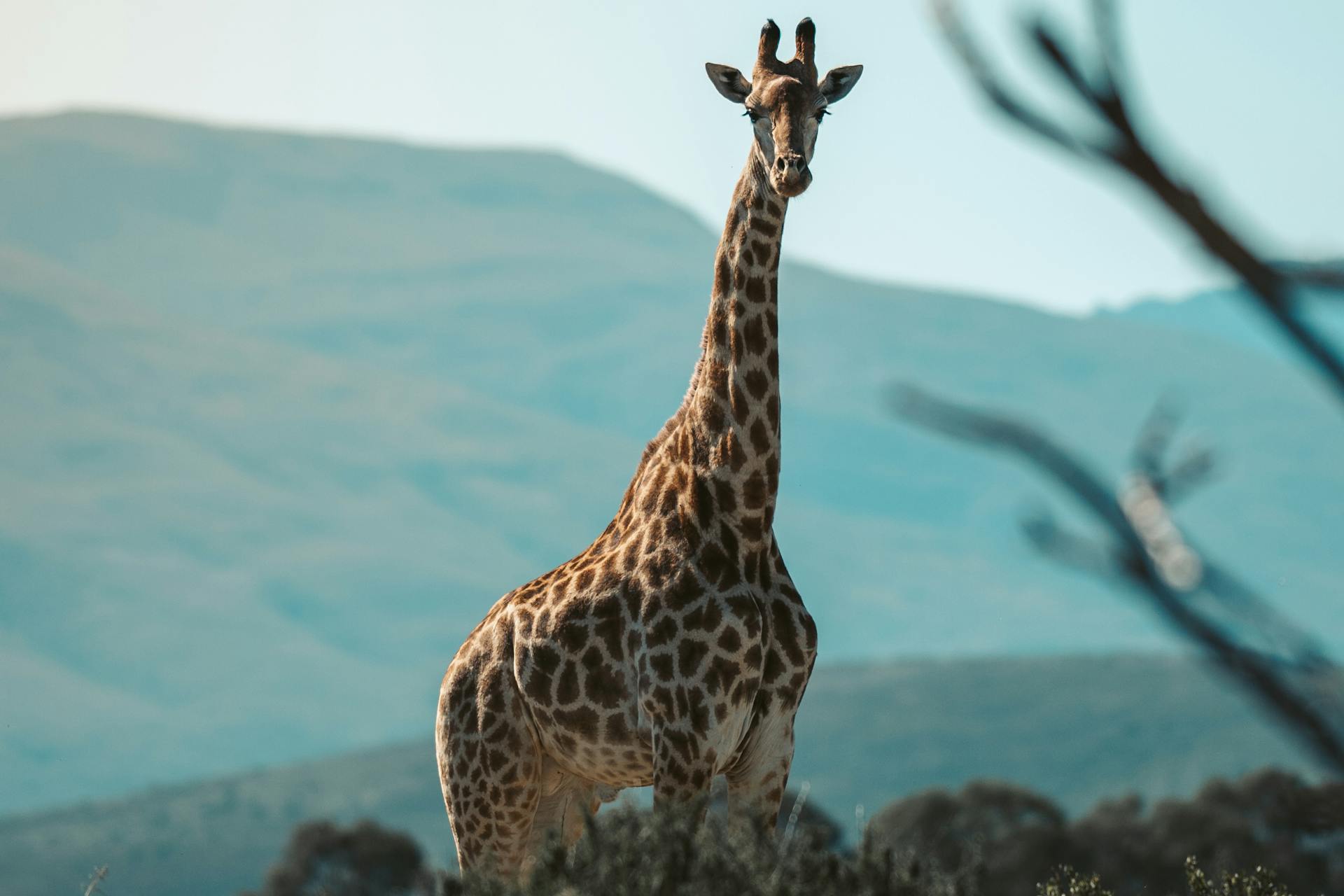 Best Wildlife Safari Tour in Kenya 2026/2027/2028 | Big Five & Great Migration Meta