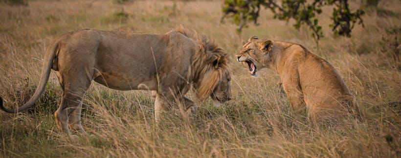 7 Days Kenya Group Safaris 2026/2027/2028 | Masai Mara, Nakuru, Naivasha & Amboseli