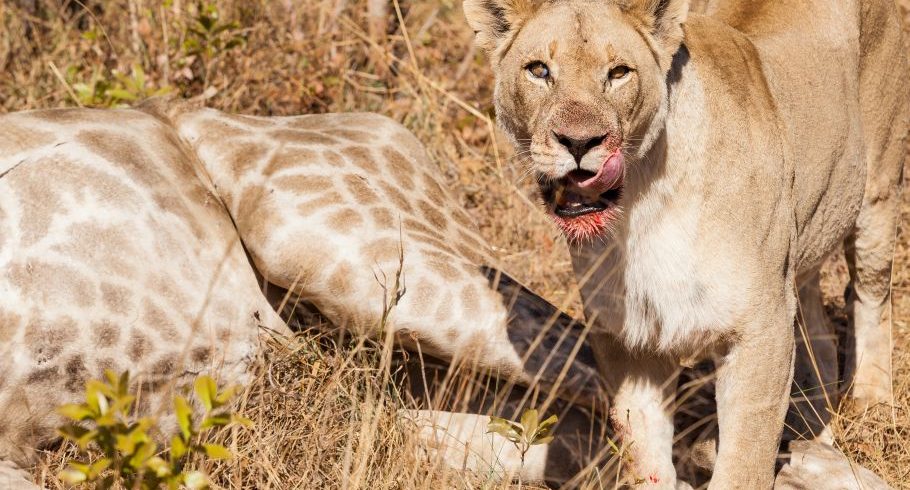 2 Days Masai Mara Safari Tour 2026/2027/2028 | From Nairobi (4x4 Jeep)