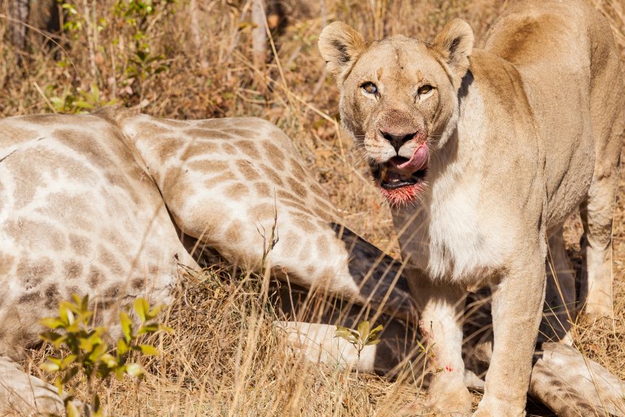 2 Days Masai Mara Safari Tour 2026/2027/2028 | From Nairobi (4x4 Jeep)