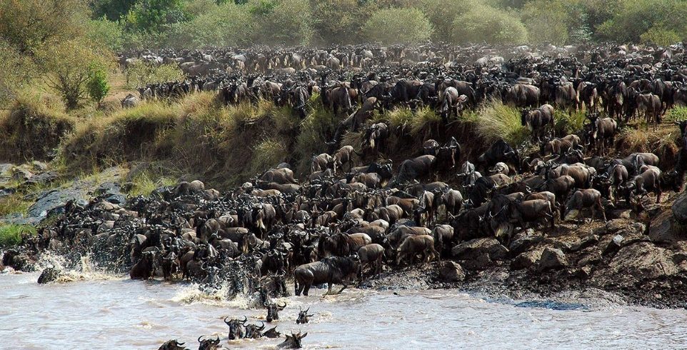 4 Days Great Migration Safari Tour in Kenya 2026/2027/2028 | River Crossings