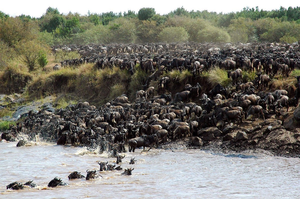 4 Days Great Migration Safari Tour in Kenya 2026/2027/2028 | River Crossings
