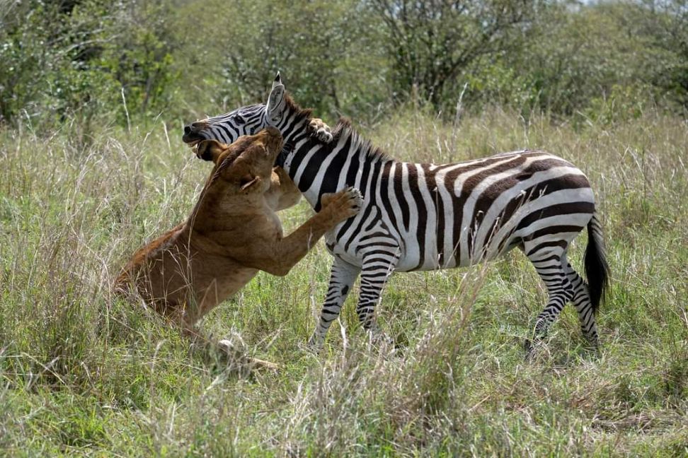 4 Days Masai Mara Luxury Safari Tour 2026/2027/2028 | Private 4x4 & Premium Lodges