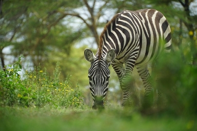 Affordable Kenya Safari Tours 2026–2028 offer budget-friendly group safaris that deliver Big Five wildlife, iconic national parks like Masai Mara & Amboseli, Rift Valley lakes, cultural visits and comfortable lodges — perfect for cost-conscious travellers who want quality safari on a budget.