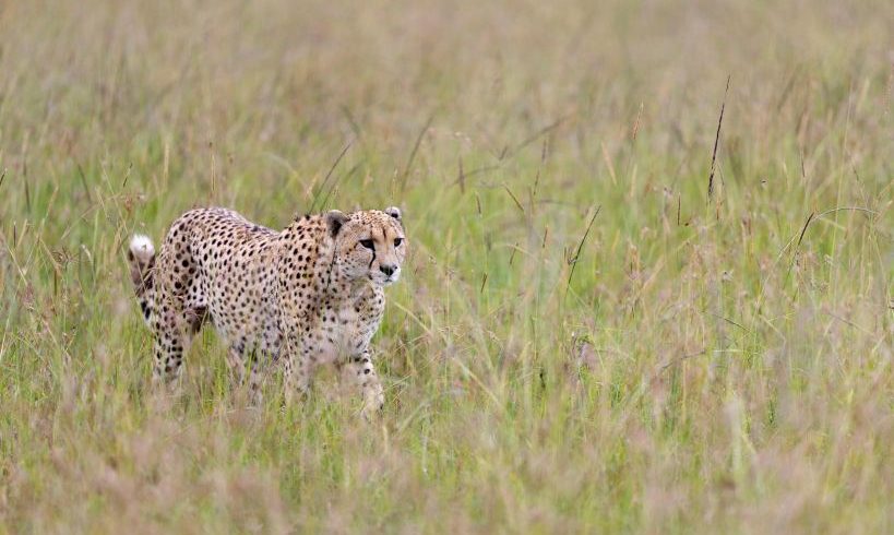 Big Five Safari Tour Kenya 2026/2027/2028 | Ultimate Wildlife Adventure
