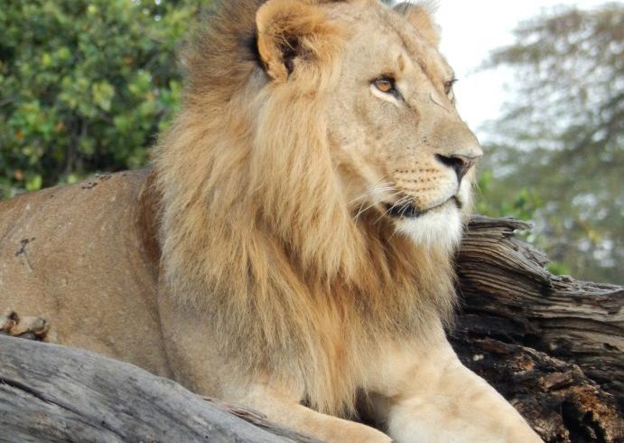 Family Safari Tour in Kenya 2026/2027/2028