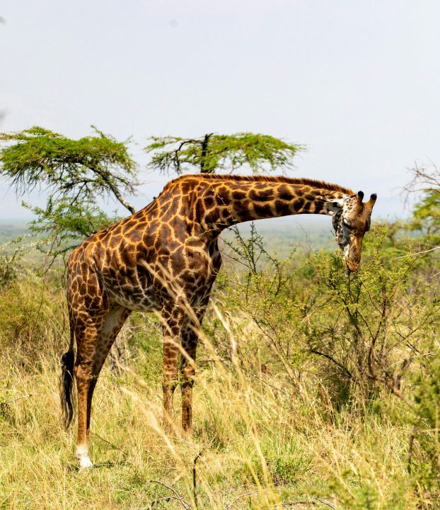 Kenya All Inclusive Safari Tour 2026/2027/2028 | Best Value Luxury & Budget Safaris