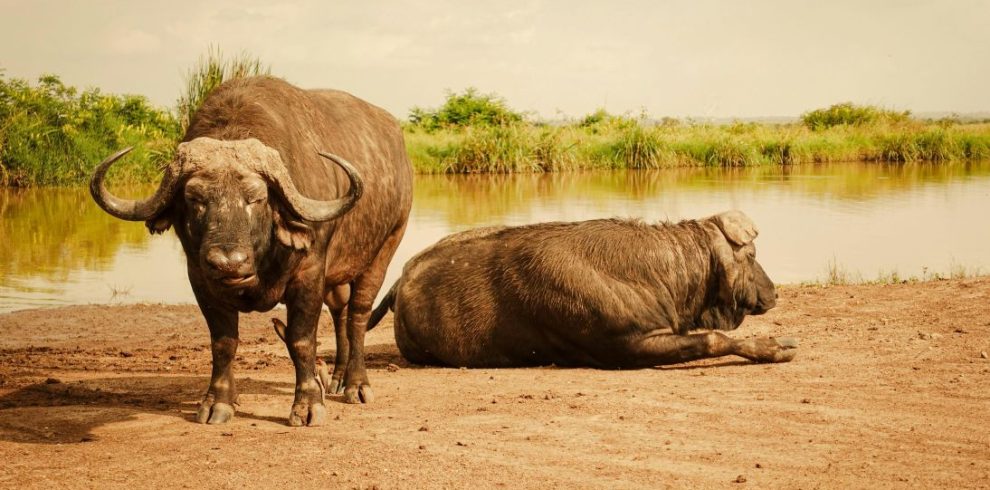 Kenya Private Wildlife Safari Tour 2026/2027/2028 – Exclusive & Tailor-Made Experiences