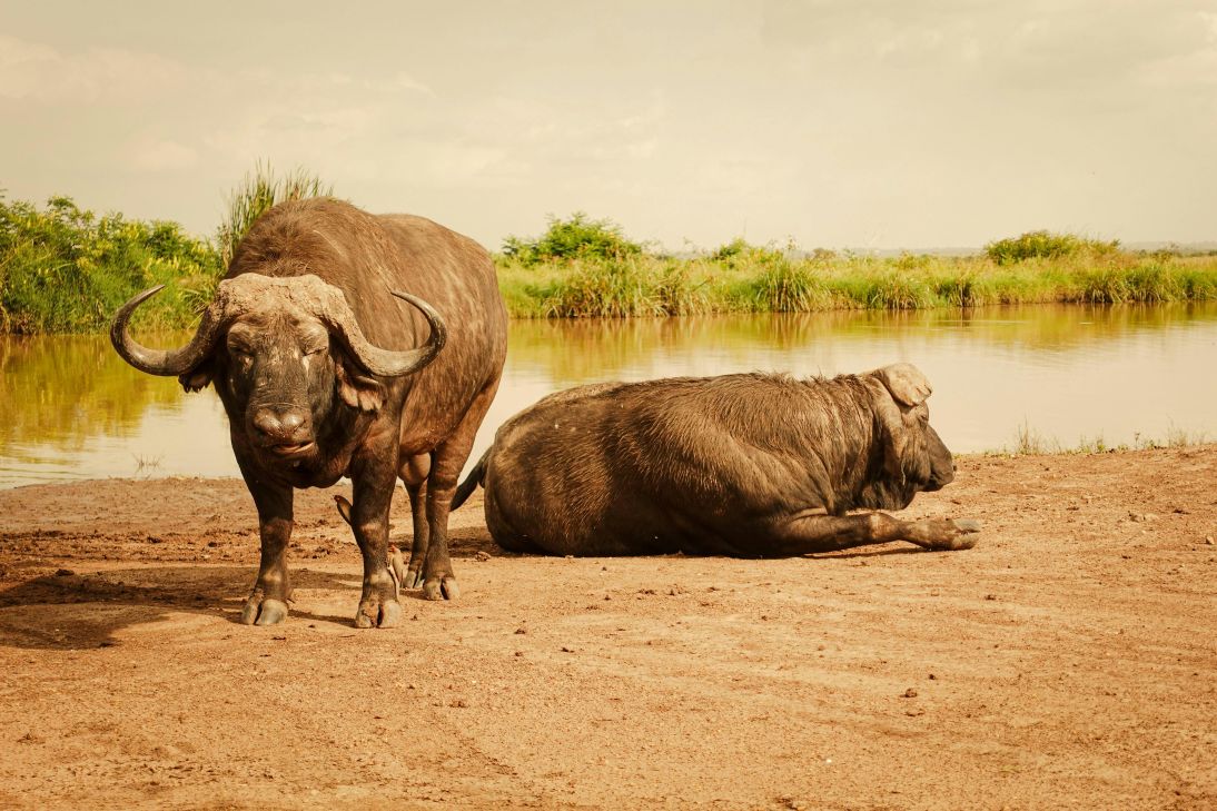 Kenya Private Wildlife Safari Tour 2026/2027/2028 – Exclusive & Tailor-Made Experiences