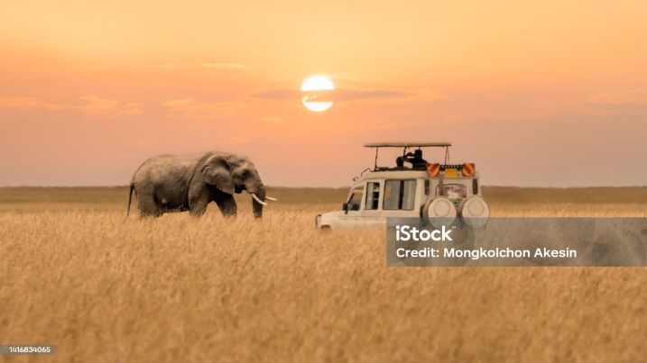 Kenya Safaris