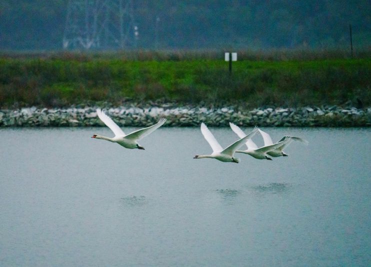 Lake Naivasha Safari Tour | Hell’s Gate & Boat Ride Experience – Kenya 2026–2028