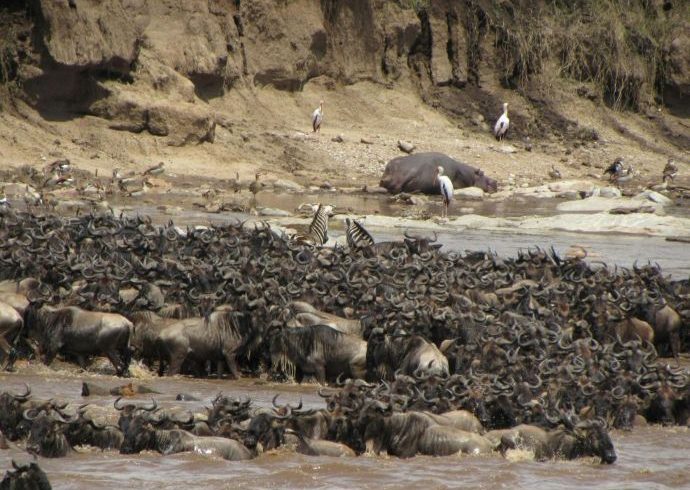 Masai Mara Migration Safari 2026/2027/2028 – Ultimate Kenya Guide