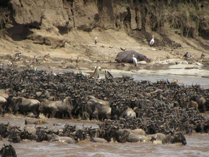 Masai Mara Migration Safari 2026/2027/2028 – Ultimate Kenya Guide