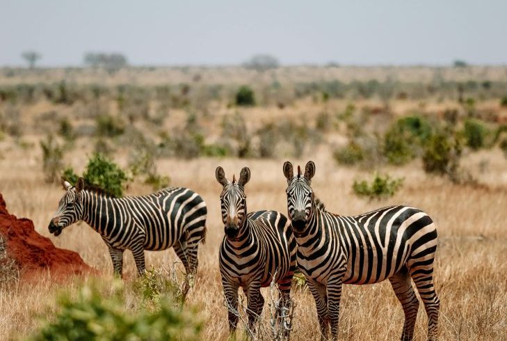 Ultimate Budget Kenya Safari Tours