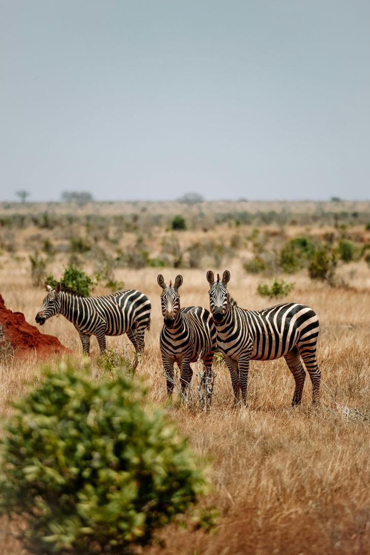 Ultimate Budget Kenya Safari Tours