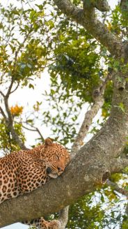 Ultimate Kenya Group Safari Tour 2026/2027/2028 – Best Guided Group Safaris