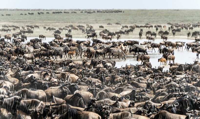Wildebeest Migration Kenya Month Guide 2026