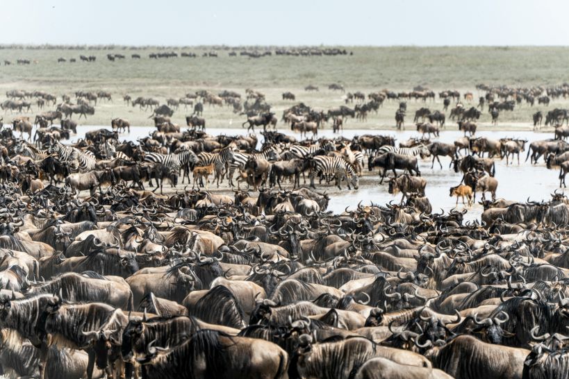 Wildebeest Migration Kenya Month Guide 2026
