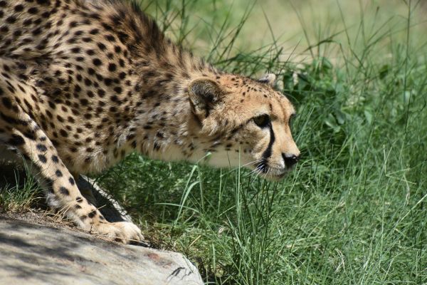 Kenya Luxury Safari Tours 2026/2027/2028 – Exclusive Private & High-End Experiences