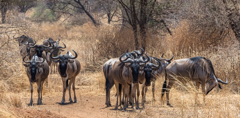 Best Month to Visit Kenya for Safari (2026/2027/2028) – Complete Expert Guide