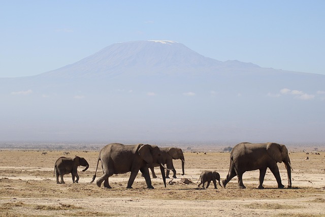 Kenya Safari Tours 2026 / 2027 / 2028 – The Ultimate African Wildlife Experience