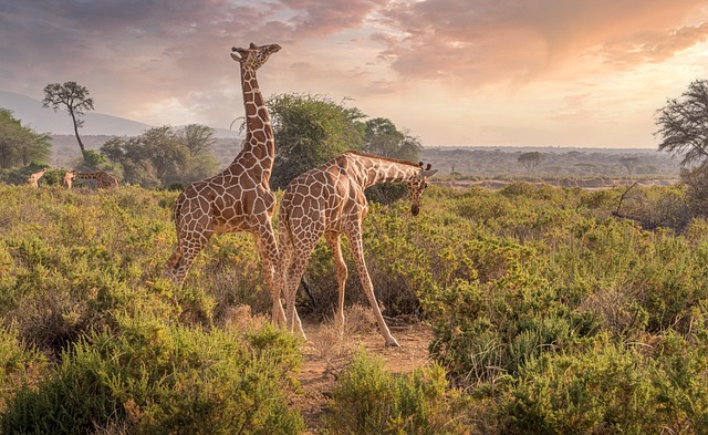 Guide Kenya Safari Tour 2026–2028 | Best Kenya Safari Packages & Prices