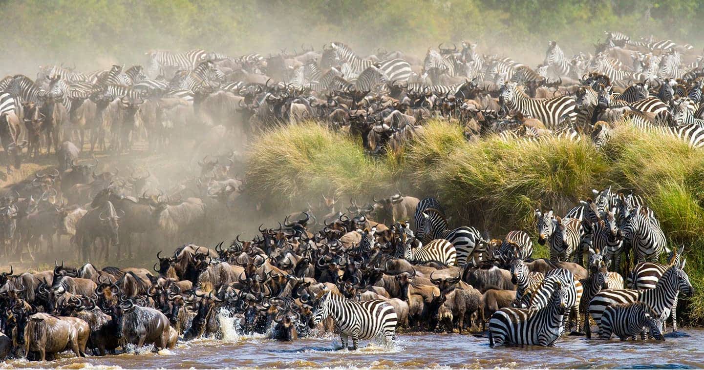 Masai Mara Wildebeest Migration Guide 2026–2028 | Best Time, River Crossings & Safari Tips