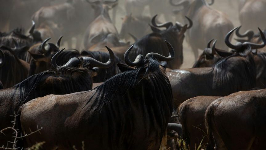 4 Days Masai Mara Great Migration Safari Tour 2026/2027/2028 | River Crossings