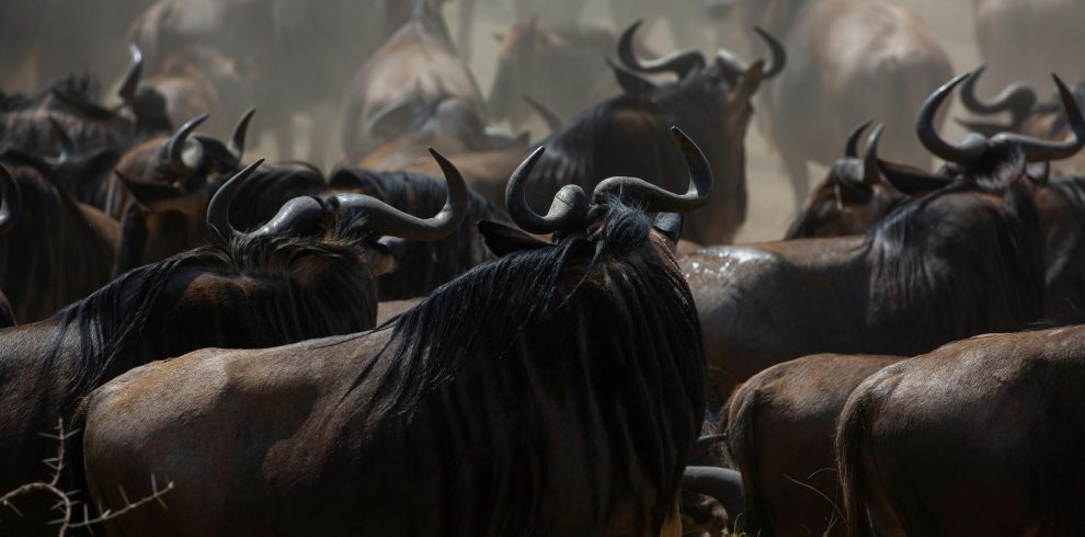 4 Days Masai Mara Fly-In Safari Tour 2026/2027/2028 | From Nairobi by Flight