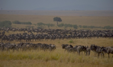 Book a 5 Days Lake Naivasha & Masai Mara Safari Tour 2026/2027/2028. Enjoy a Lake Naivasha boat safari, Big Five game drives in Masai Mara & expert local guides. Best Kenya safari package with budget to luxury options.