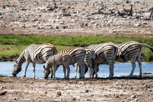 2 Days Amboseli Tour 2026/2027/2028 – Amboseli Safari from Nairobi