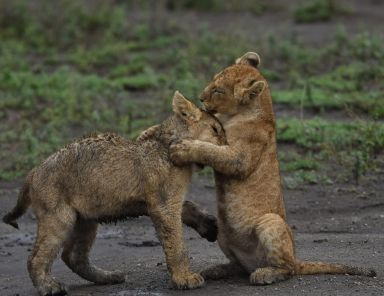 3 Days Amboseli Luxury Safari Tour 2026–2028 | In Africa Tour