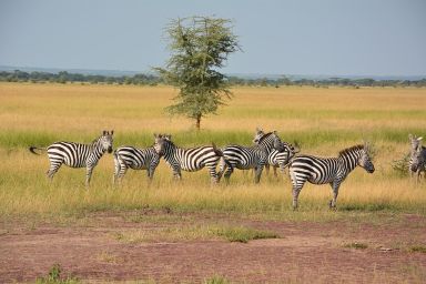 3 Days Samburu Safari 2026/2027/2028 | Wildlife Itinerary + Game Drives