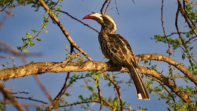 Book a 3 Days Tsavo East Safari Tour 2026/2027/2028 and explore Kenya’s largest wildlife park, famous for red elephants, lions, and vast savannahs. Private & group safaris with expert local guides. Best prices, eco-friendly lodges & guaranteed game drives.