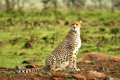 Book a 4 Days Lake Naivasha & Masai Mara Safari 2026/2027/2028: Naivasha boat ride + Crescent Island walk, then 2 nights in the Masai Mara with Big Five game drives. Flexible budget–luxury options, local expert guides, transparent pricing & fast WhatsApp booking.