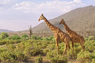 4 Days Samburu Ol Pejeta Safari Tour 2026/2027/2028 | 2N Samburu + Rhino Experience
