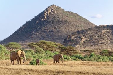 5 Days Samburu & Lewa Safari Tour 2026/2027/2028 | Northern Kenya Conservation Safari