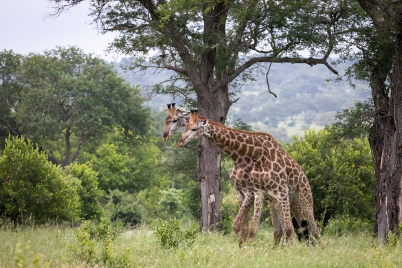 Book a 5 Days Serengeti, Ngorongoro & Tarangire Safari 2026–2028. Big Five game drives, eco-friendly camps, local expert guides & private Tanzania safari tours.