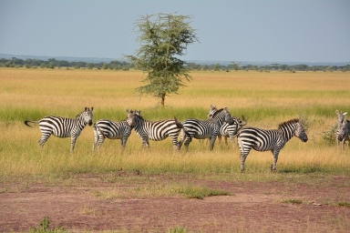 Book a 7 Days Northern Circuit Tanzania Safari 2026–2028. Explore Tarangire, Serengeti & Ngorongoro on a private eco-friendly Big Five safari.