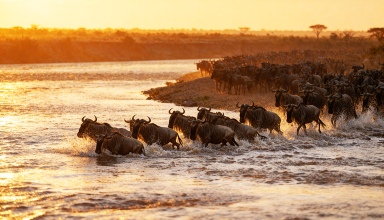 Discover the best time to visit Serengeti National Park 2026/2027/2028. Complete month-by-month safari guide to the Great Migration, calving season, wildlife viewing, weather, photography tips & safari costs.