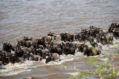 Complete Great Migration Tanzania Guide 2026–2028. Discover the best time to visit Serengeti, month-by-month migration map, river crossings, costs, camps, itineraries & expert-led safari packages.