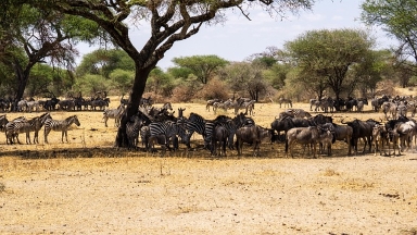 Explore the Great Migration in Tanzania & Kenya 2026/2027/2028. Follow wildebeest herds across Serengeti & Masai Mara, witness river crossings, predator action & book expert-guided migration safaris.