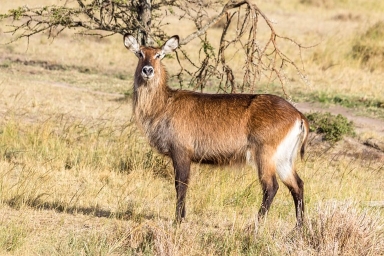 Book Lake Nakuru NP & Lake Naivasha safari package from Nairobi (2026–2028). Rhinos, flamingos, boat safari, Rift Valley views. Best prices.