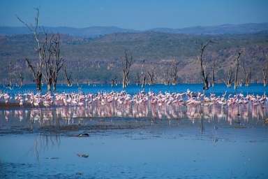 Book a Lake Nakuru NP day trip safari package from Nairobi (2026–2028). Rhinos, flamingos, Big Five game drive & Rift Valley views. Best prices.
