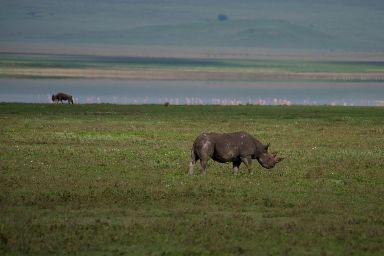 Plan the perfect Ngorongoro Crater safari with our expert 2026–2028 travel guide. Discover wildlife, best time to visit, tour prices, itineraries, and eco-friendly Tanzania safari tips from local specialists.
