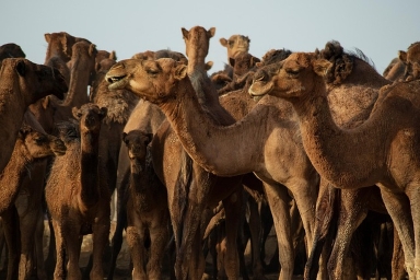 Explore Ruaha National Park with In Africa Tour. Book Ruaha safari tours 2026/2027/2028 featuring remote wilderness, huge lion prides, luxury fly-in and private Tanzania safaris.