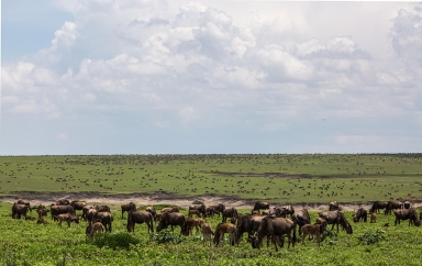Serengeti National Park Safari