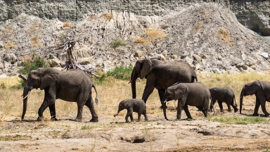 Tanzania safari packages are guided wildlife tours that take travelers to famous national parks such as Serengeti, Ngorongoro Crater, Tarangire, and Lake Manyara to experience Africa’s best game viewing, including the Great Wildebeest Migration, Big Five safaris, and luxury or budget lodge stays.
